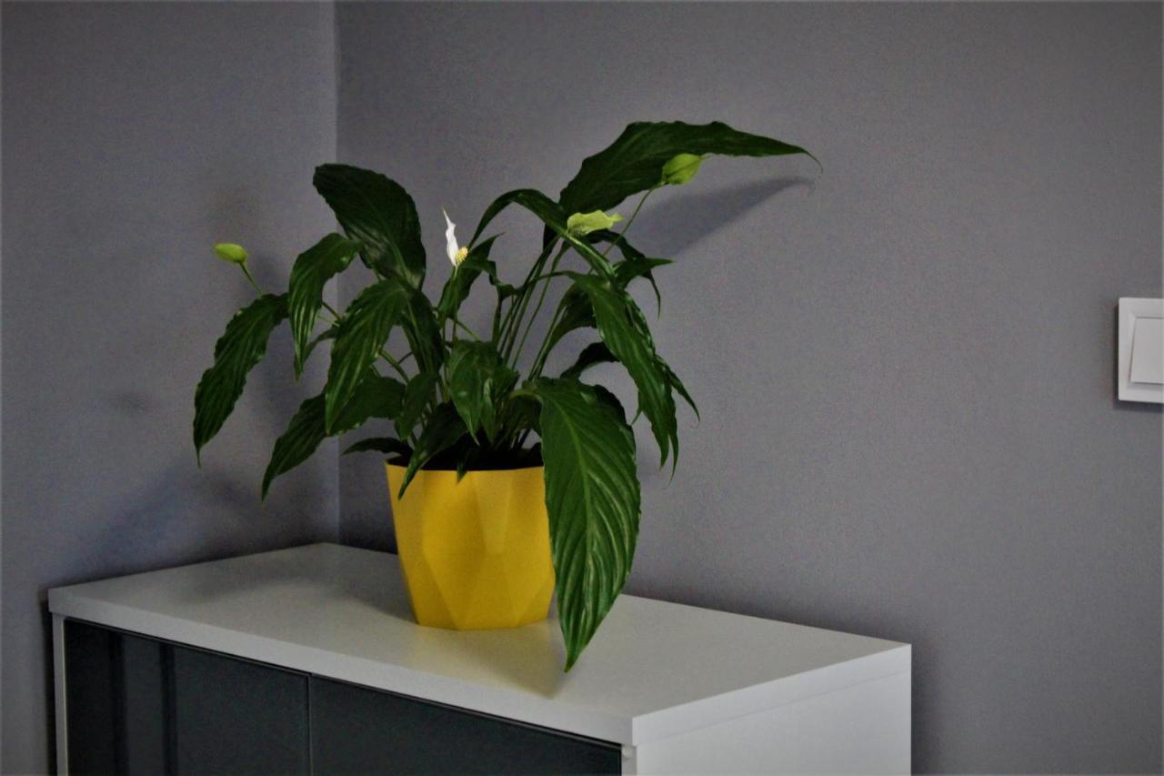 ורוצלב Apartament Przy Arsenale מראה חיצוני תמונה